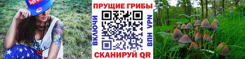 закладка  Нальчик  Псилоцибиновые грибы ЛСД 